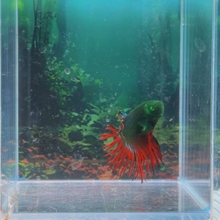 红海倒吊鱼哈哈哈哈哈哈哈哈