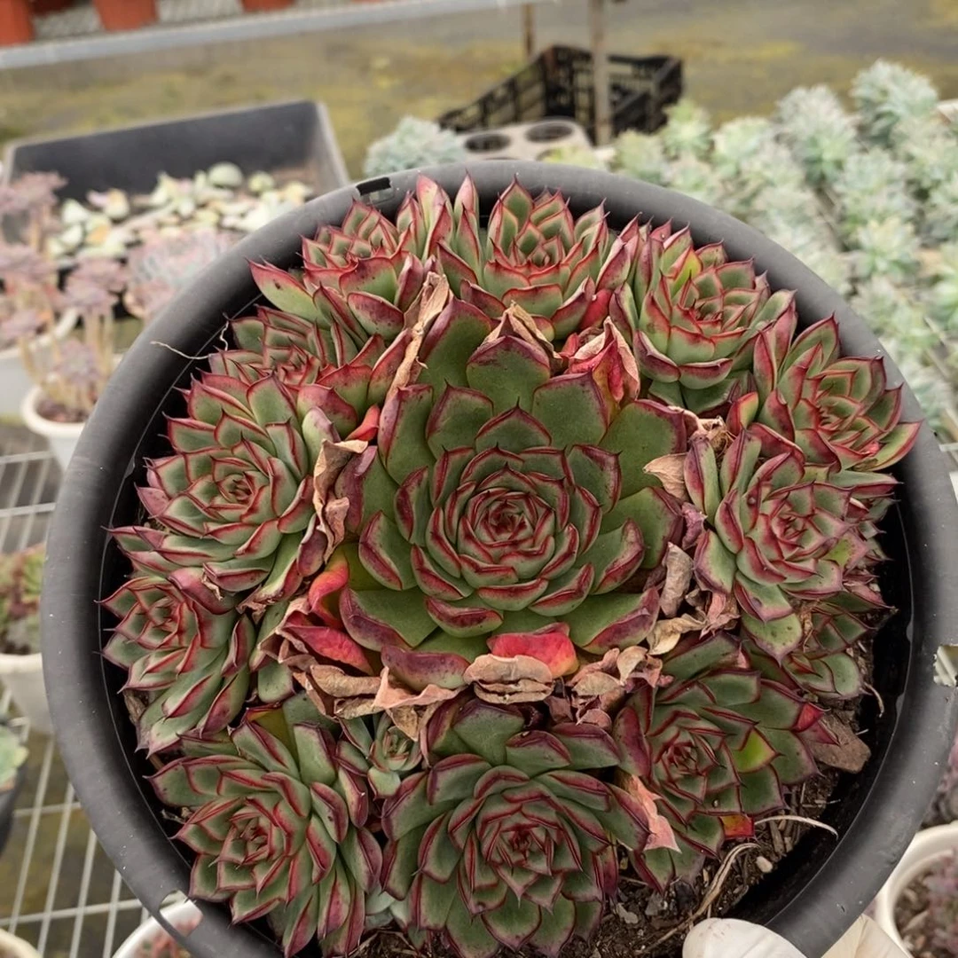 2238萤火虫手捧一物一拍