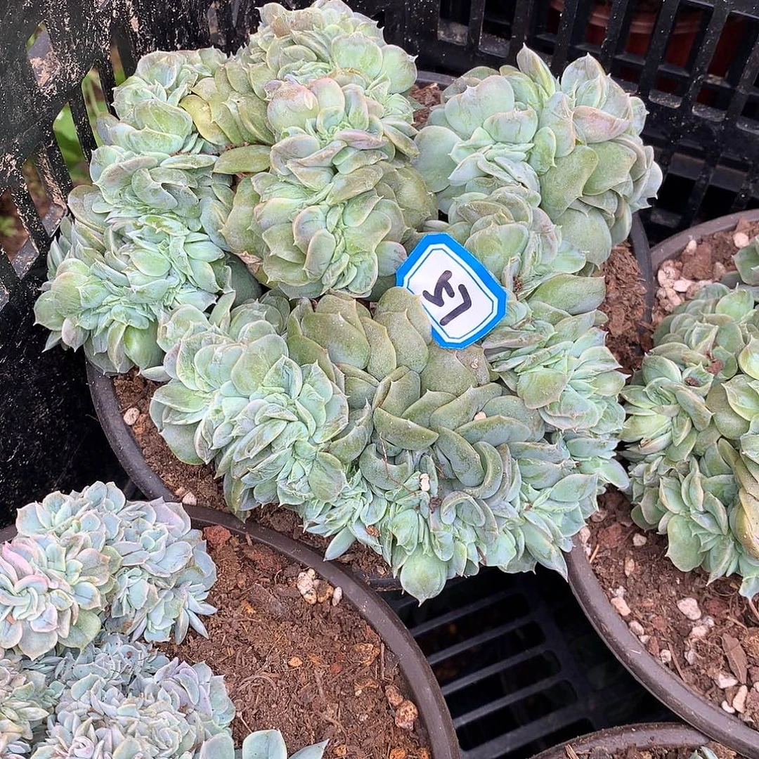 57蓝色惊喜缀化 一物一拍多肉