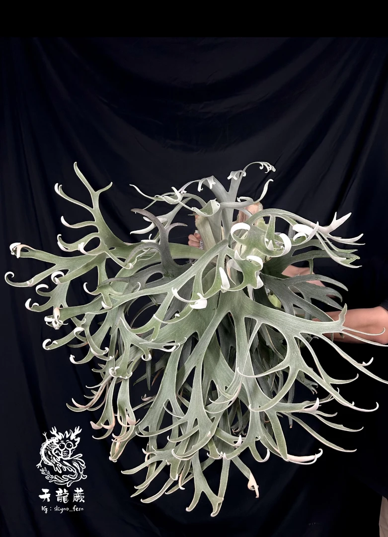 Au Chai鹿角蕨孢子苗