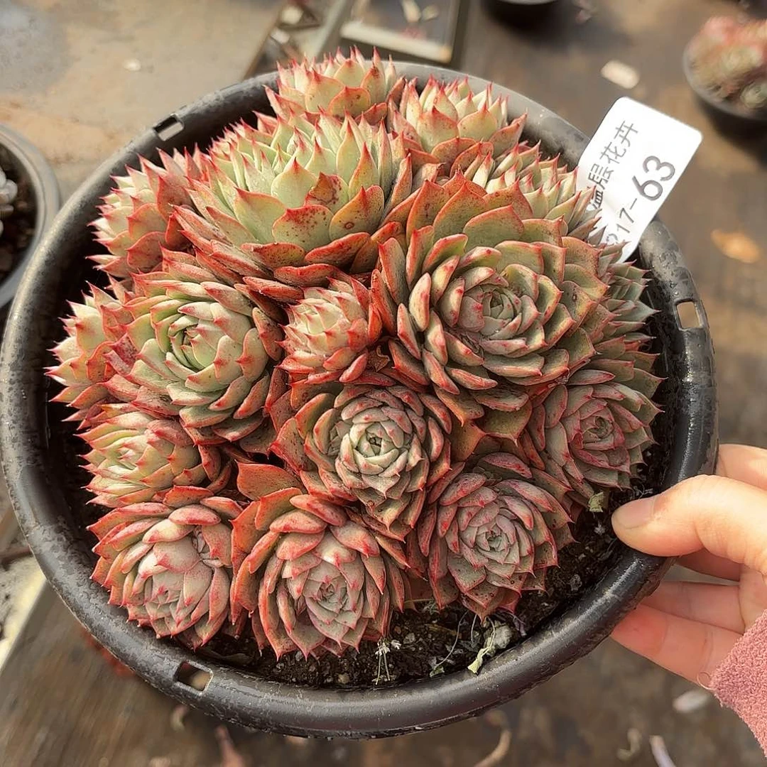 ～***～同温层多肉林杰安娜63