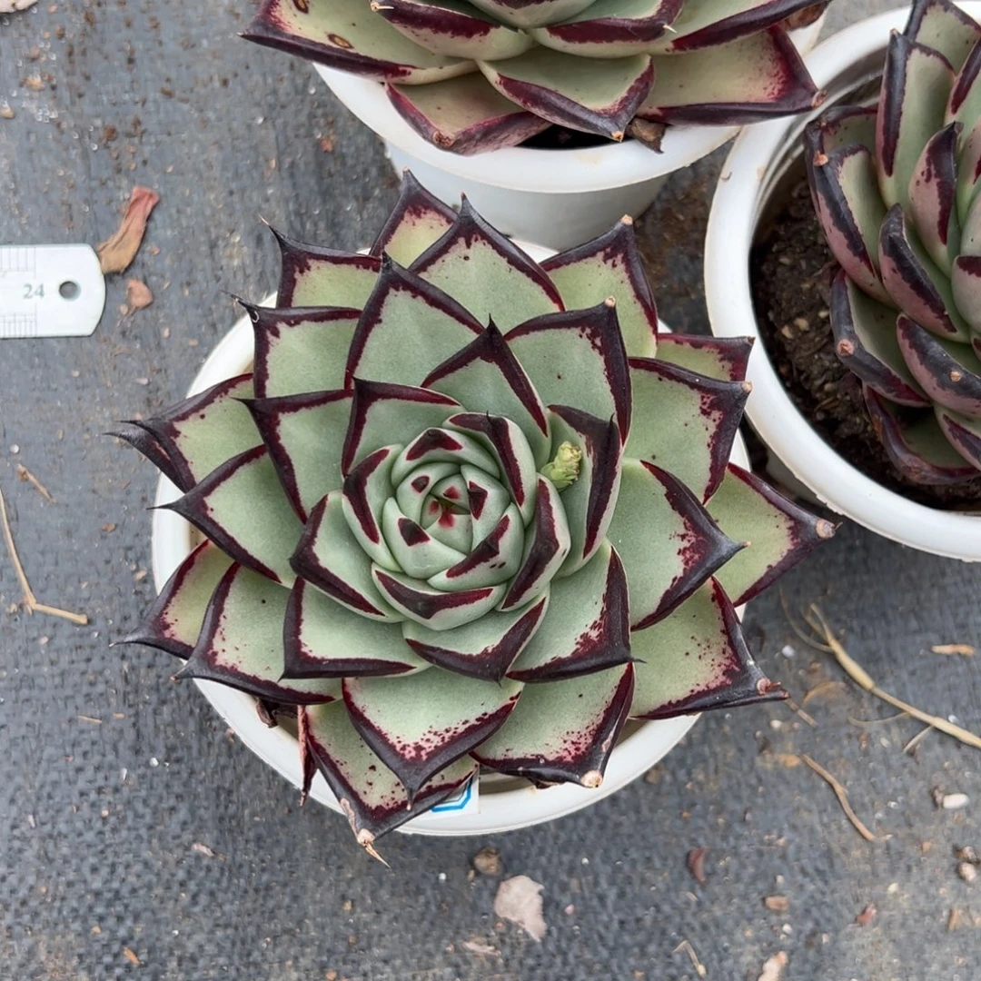 多肉大单头黑檀乌木【非偏远满18包邮】