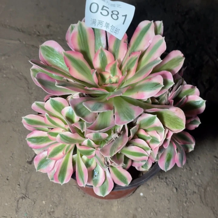 0581女巫的的的多