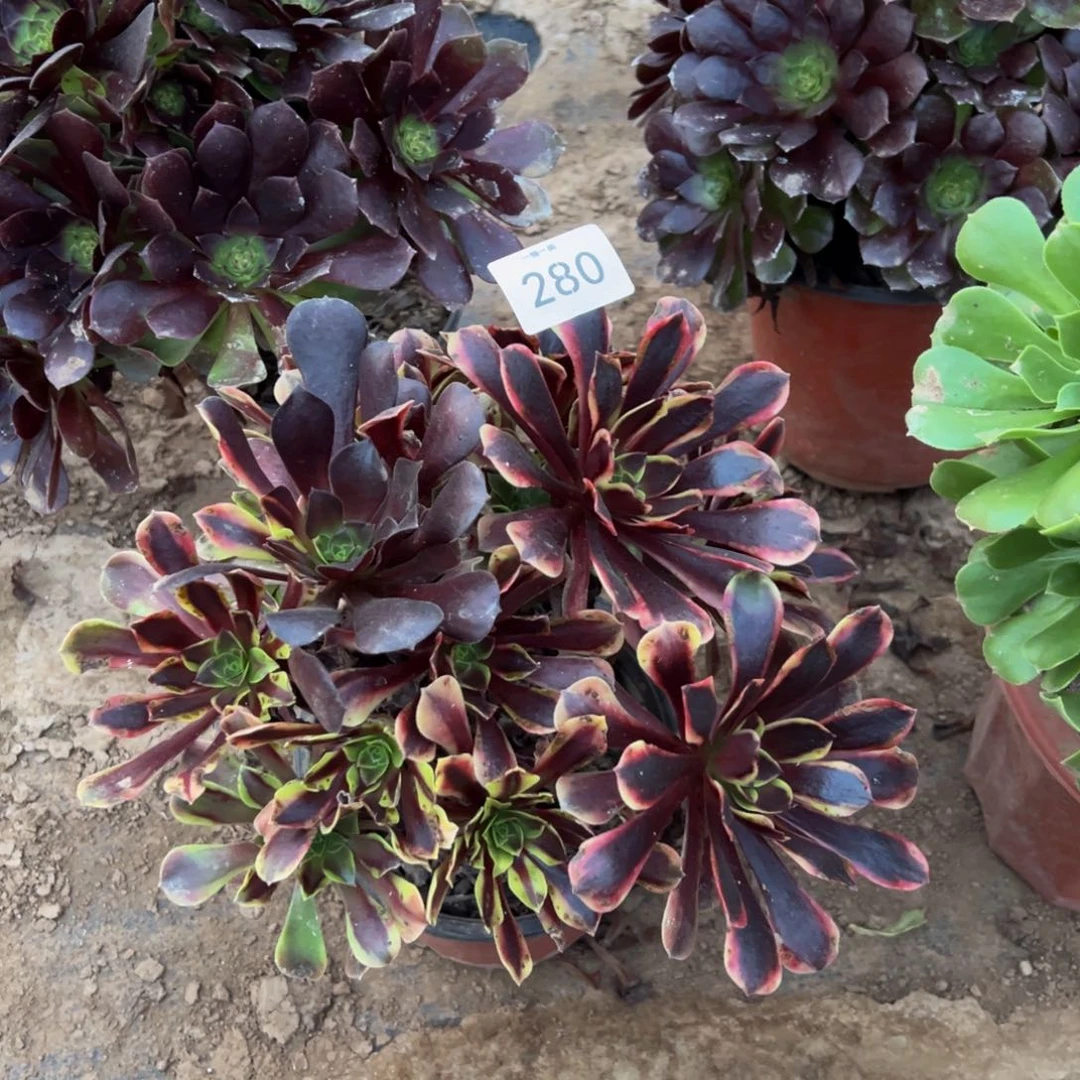 欧嘉莉280多肉植物