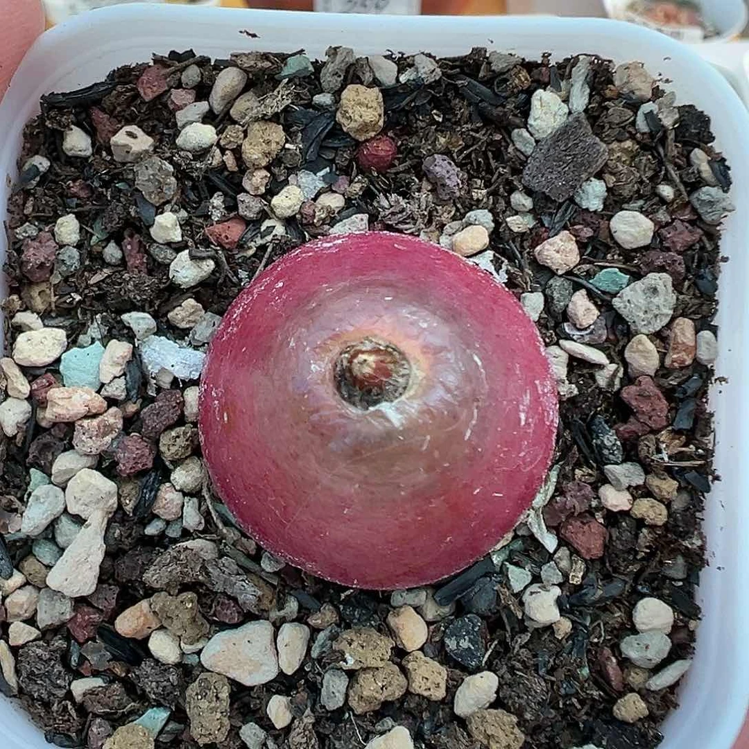 302灯泡带盆土发货