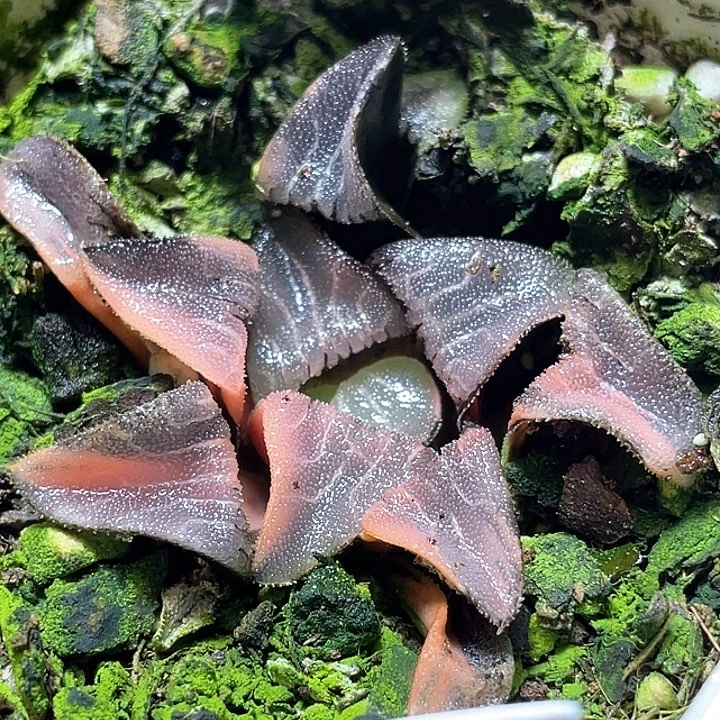 794无欲则刚克锦特选福利