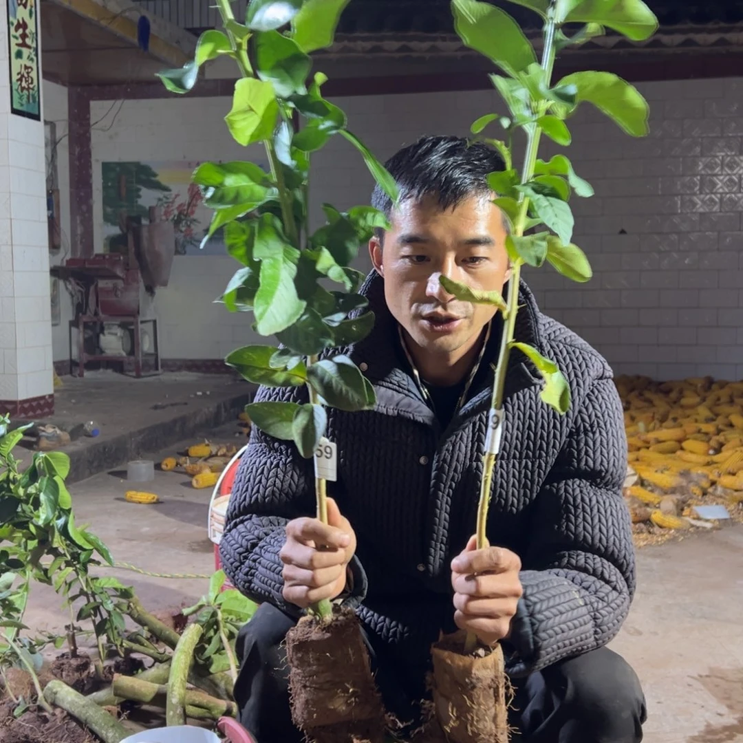 只***见当前无花朵，栽培后可花朵959.960号两颗