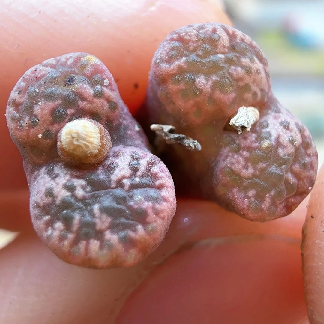 1.19.96/鸟哈尼双头