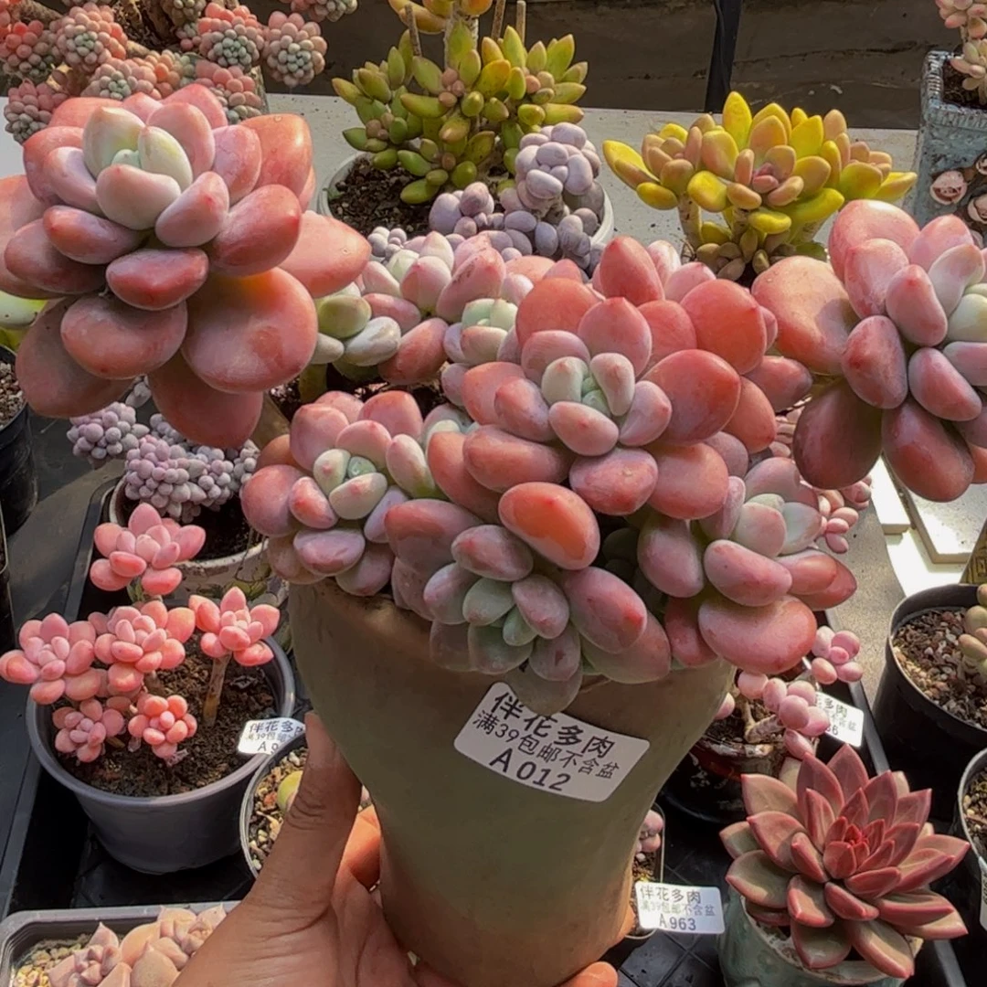 012樱花洛神20cm多肉植物