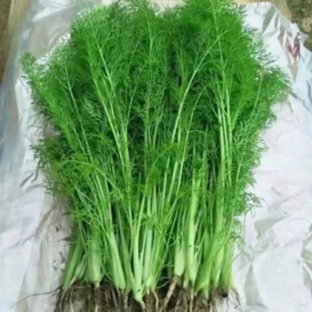 茴香 现摘现发