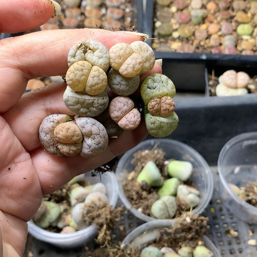 H374多肉植物保护研究所