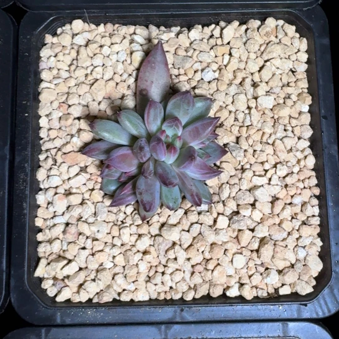 紫镜 叶插  一物一拍