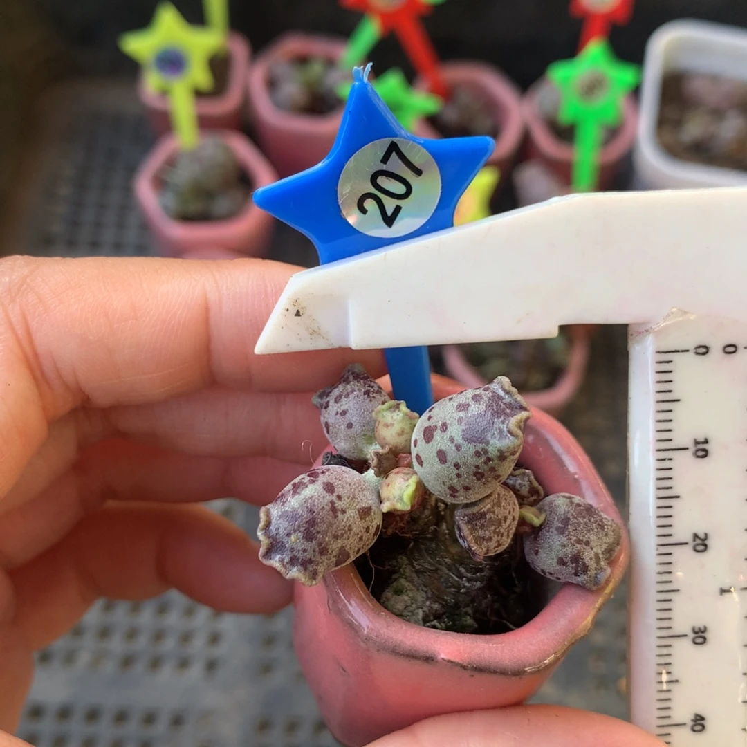 207 海豹 小书肉奶酪多肉