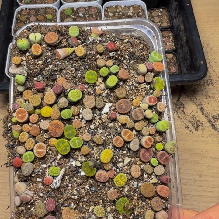 煜***侯多肉植物的生长86