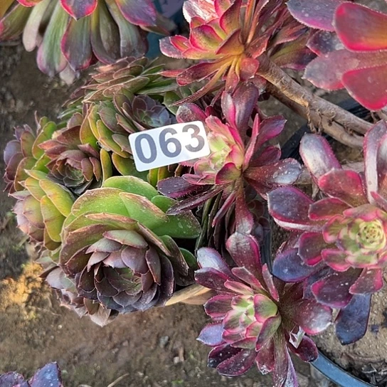 萍多肉植物两个缺枝