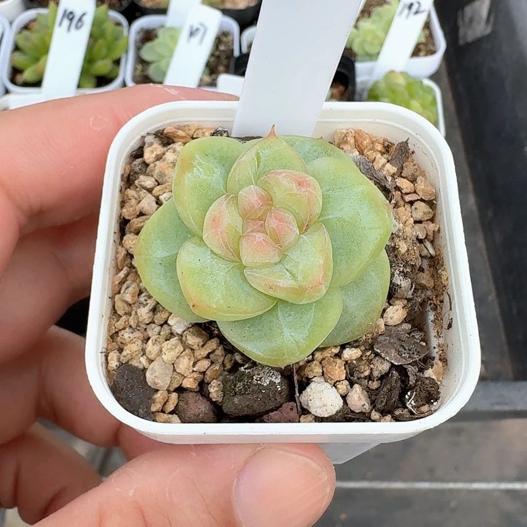 123号白糯米心一棵