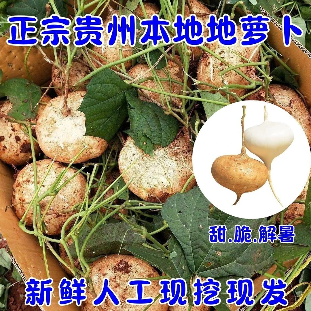 贵州地贵州高山黄泥土偏坡地萝卜