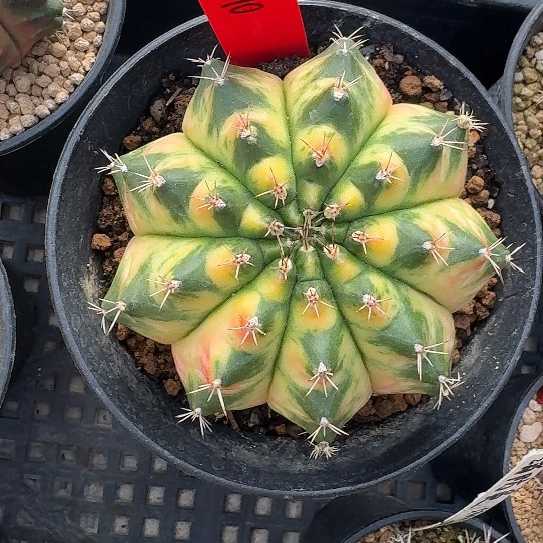 L510-1121广东发货 丝带