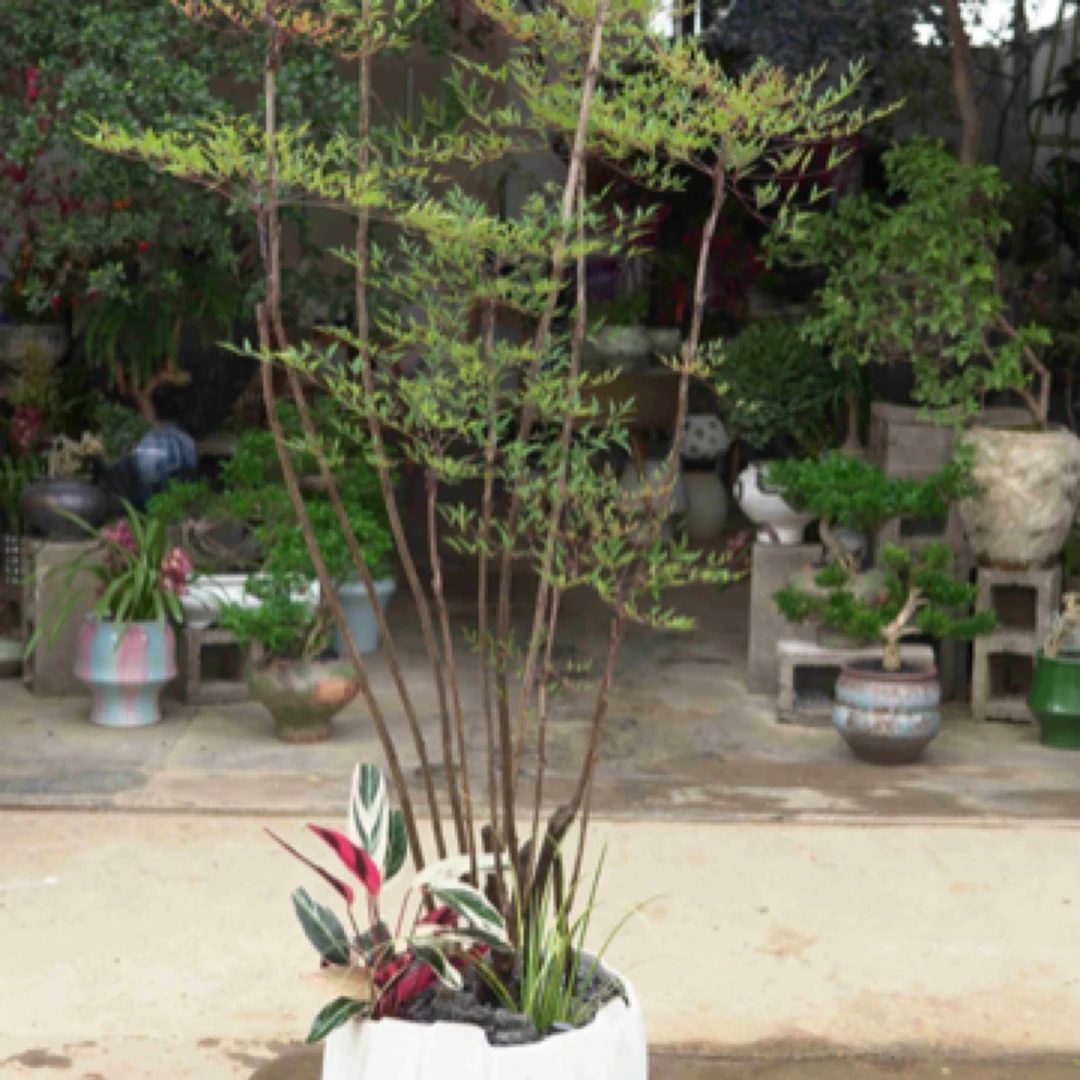 南天竹 精品盆栽 氛围感家居绿植