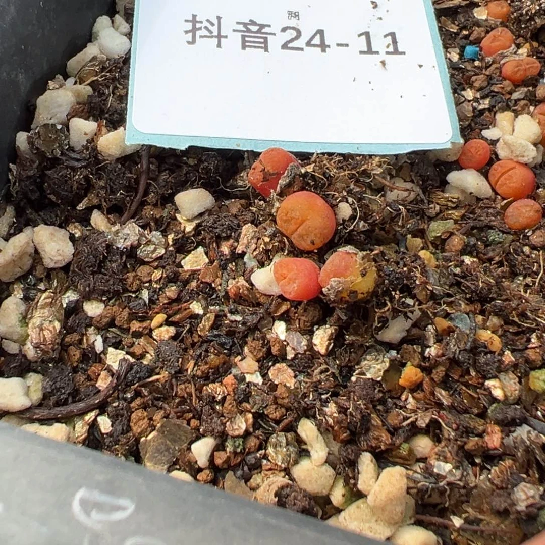 24-11量拍1807风铃一颗