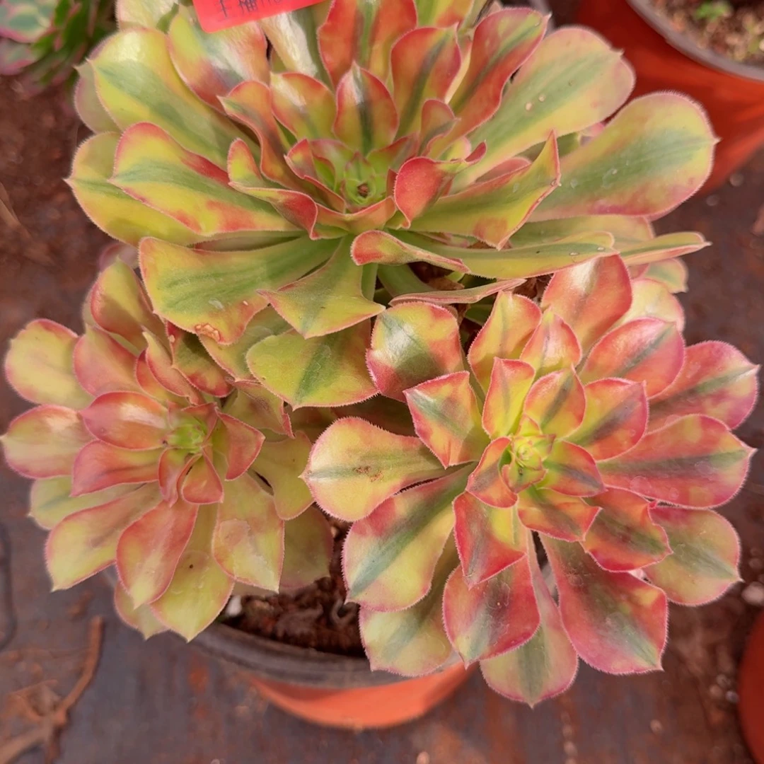 560洛神哦哦哦哦哦哦哦哦哦