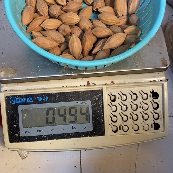 吊坠橄榄核?****爸我也想去