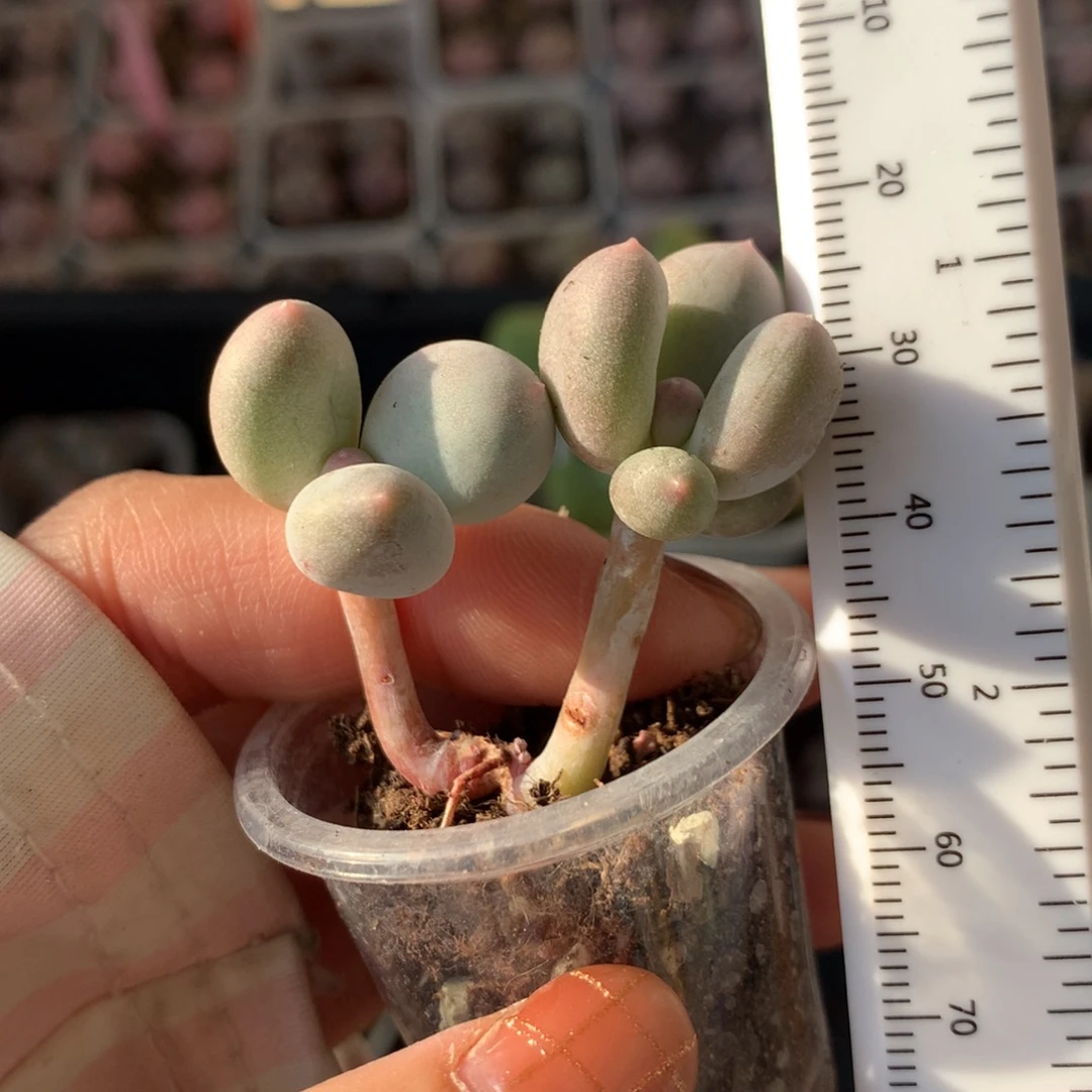 米可奶双头米可奶