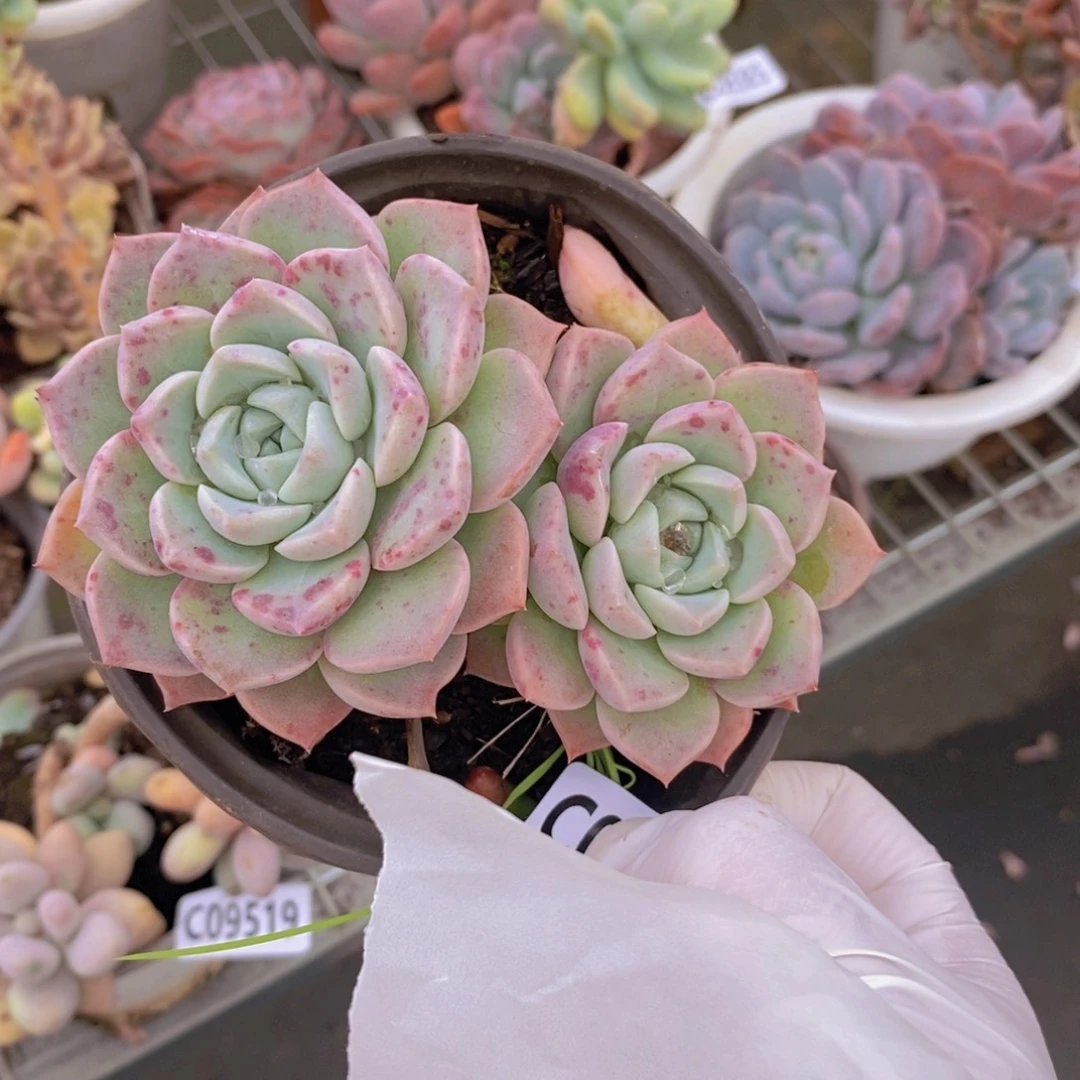 9521粉斑点一物一拍