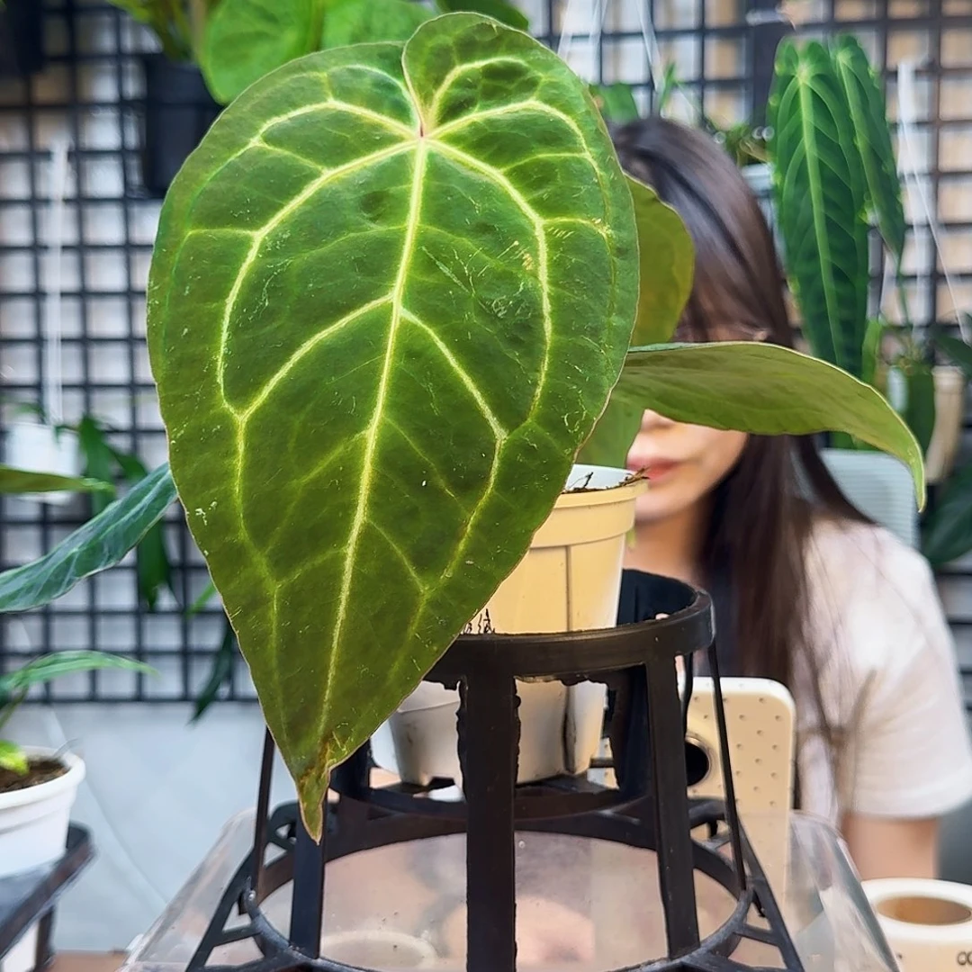 鹰***常无花朵一物一拍X11 6