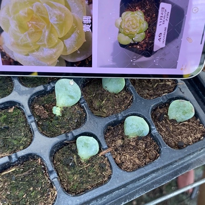 风花黄翡816芽苗一个多肉