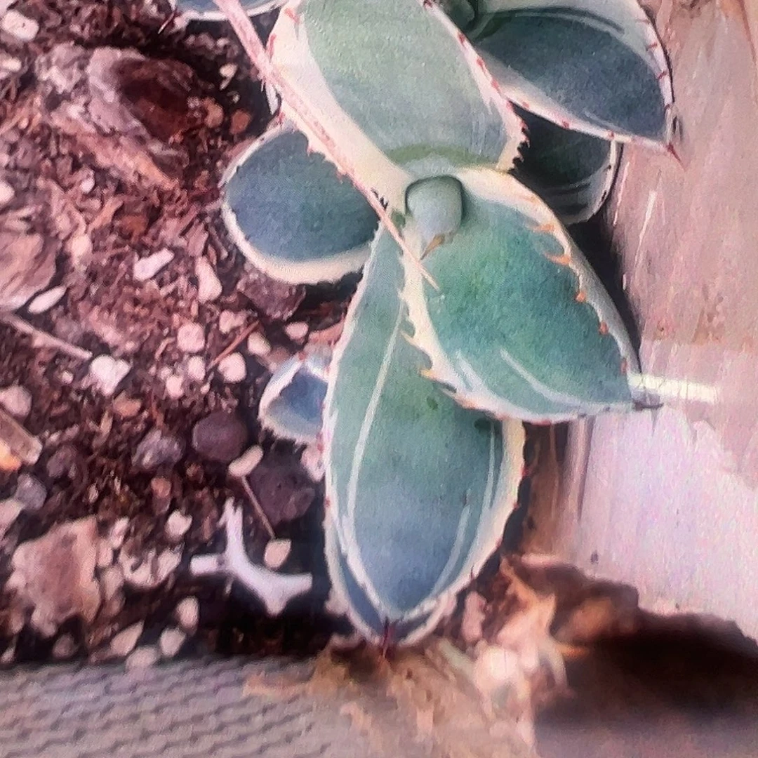 无花朵多肉植物冰淇淋勺子