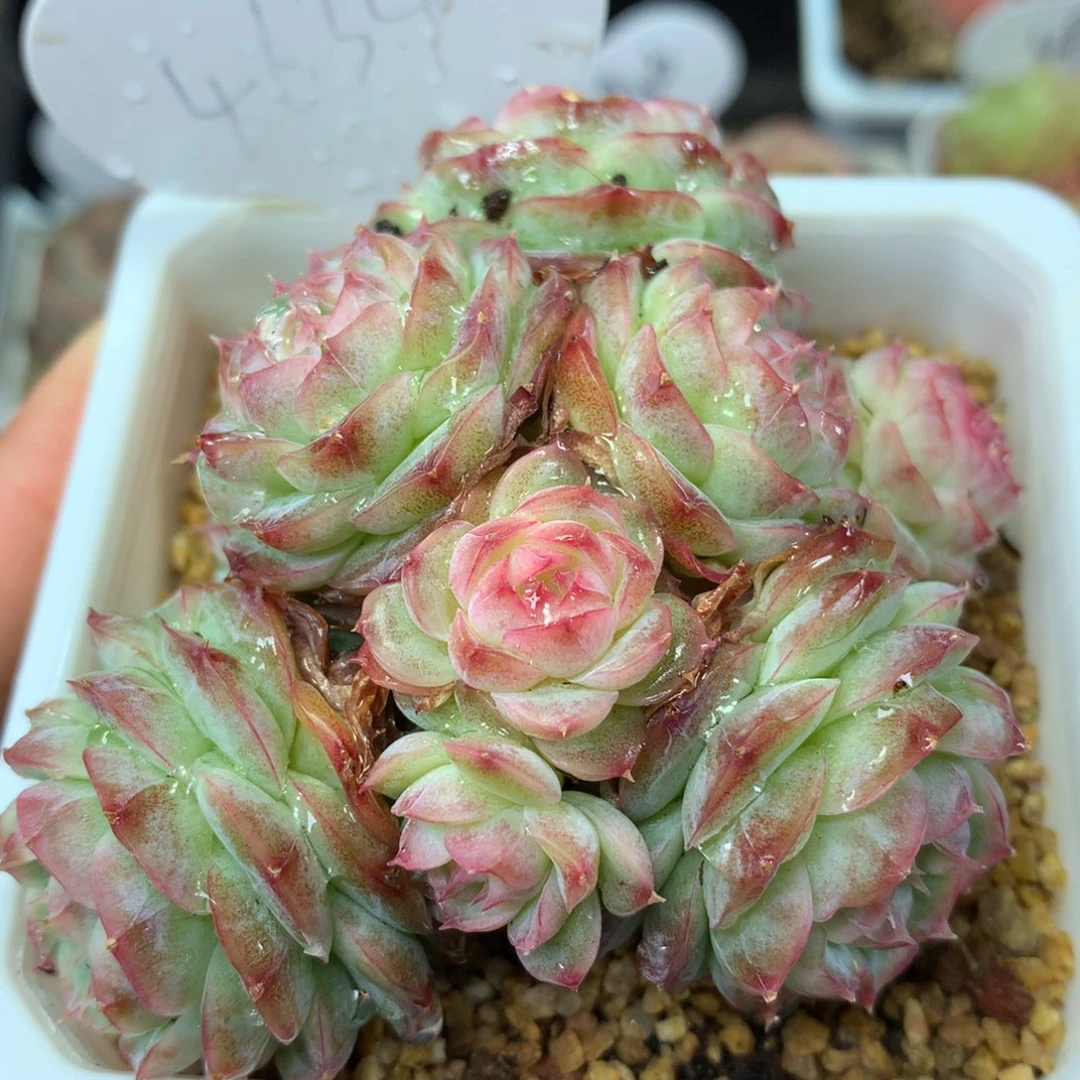 蔷薇珍妮9头捧花群4634