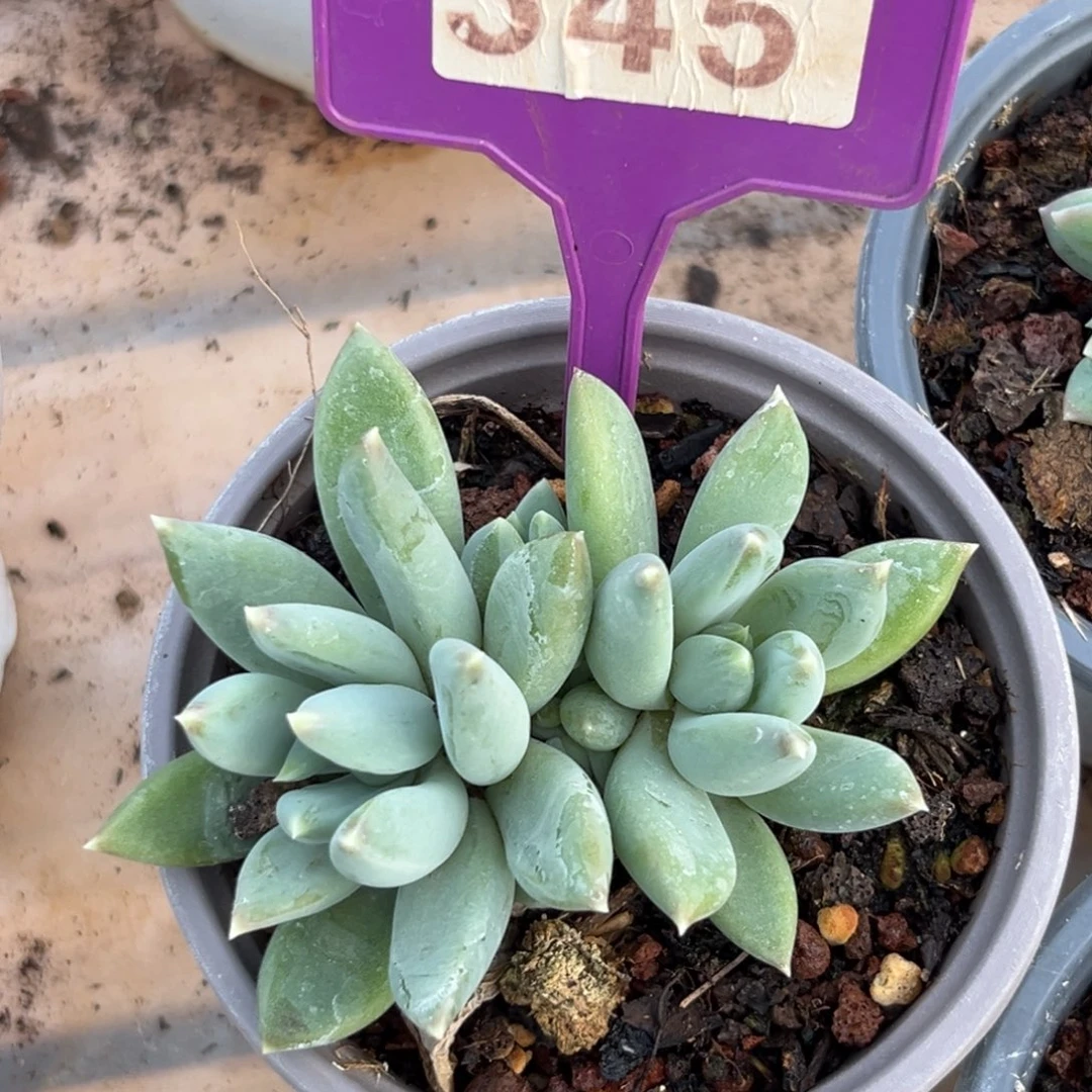 345新品美人多肉植物