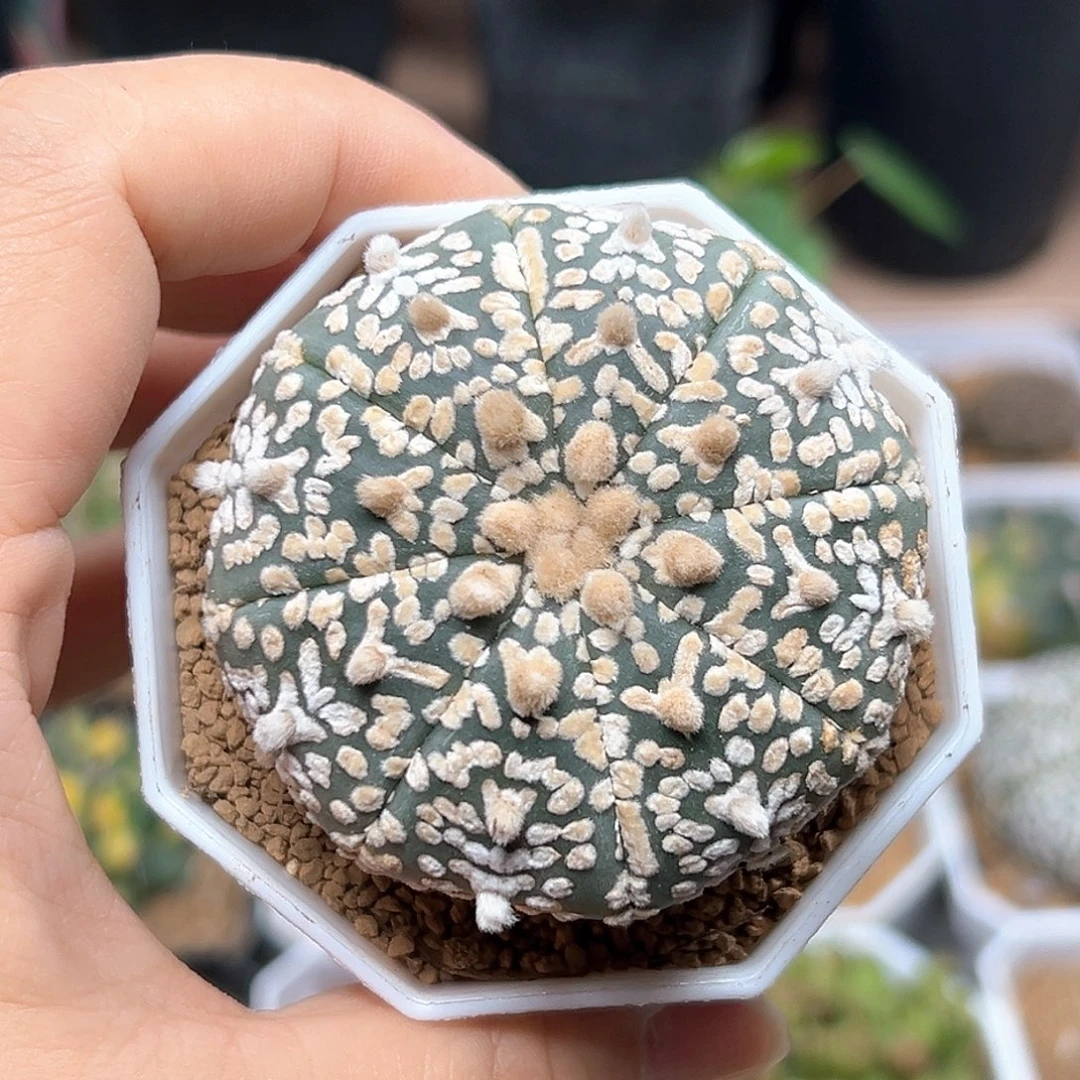 无花朵V兜实生球一颗