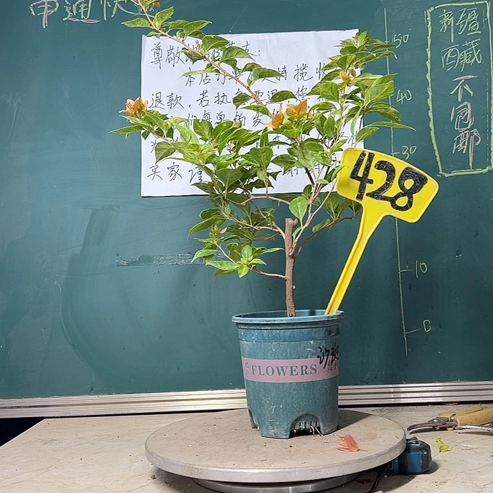 当前无花栽培后可以开花沙斑女郎 428