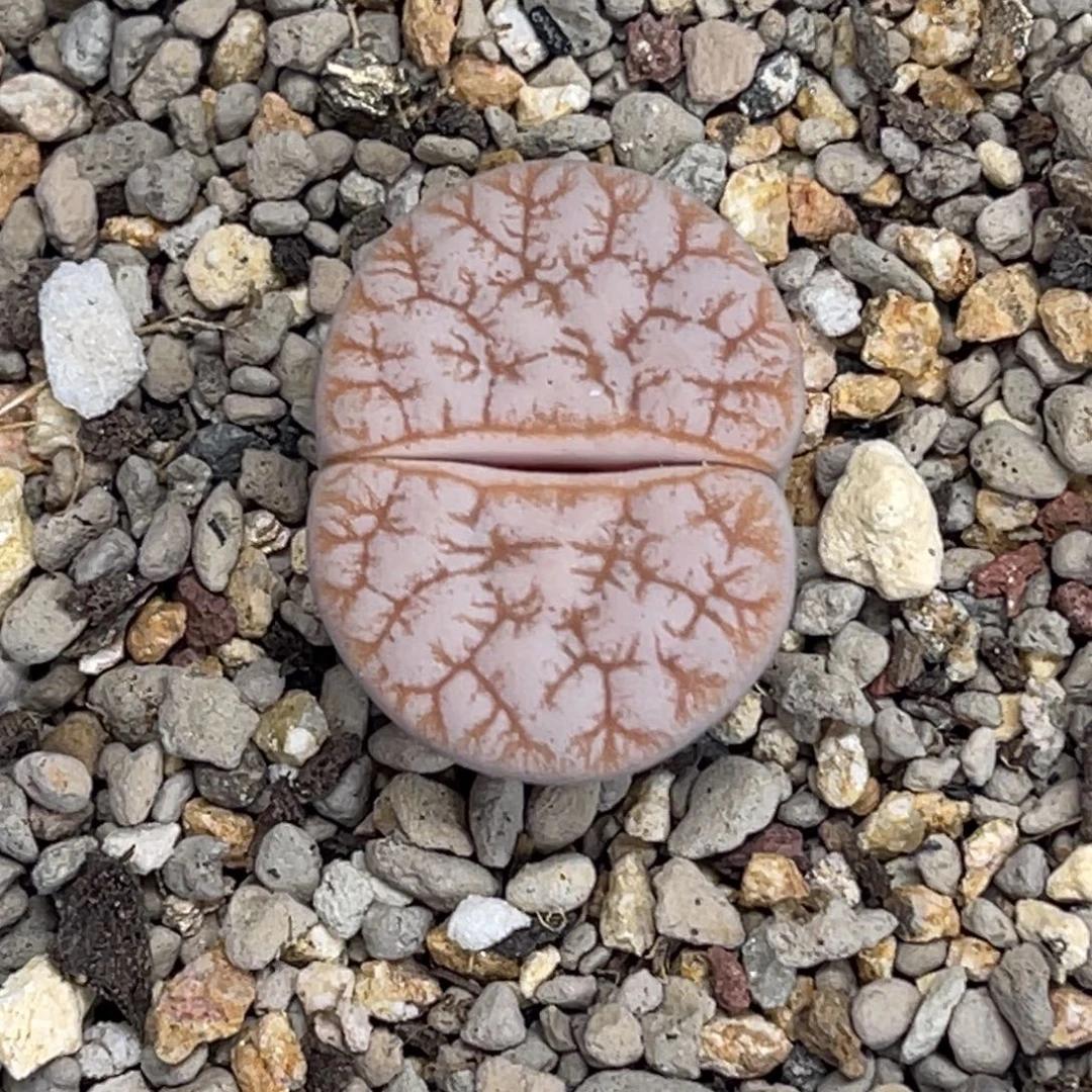 8996睫毛拿铁189尺寸2.4