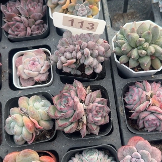傲***猫113粉珍妮缀多肉植物多