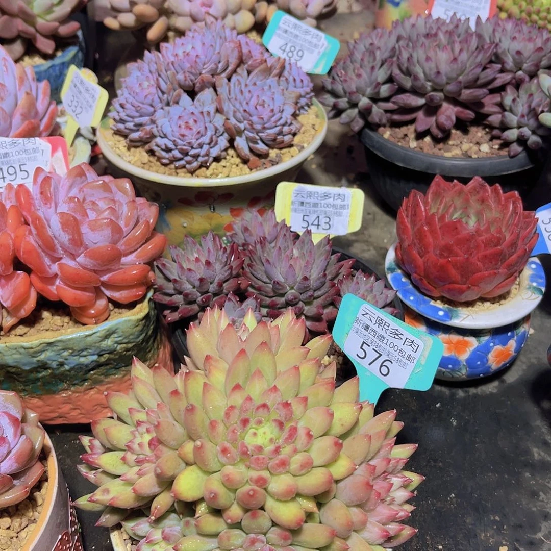 576岩字美人多肉植物