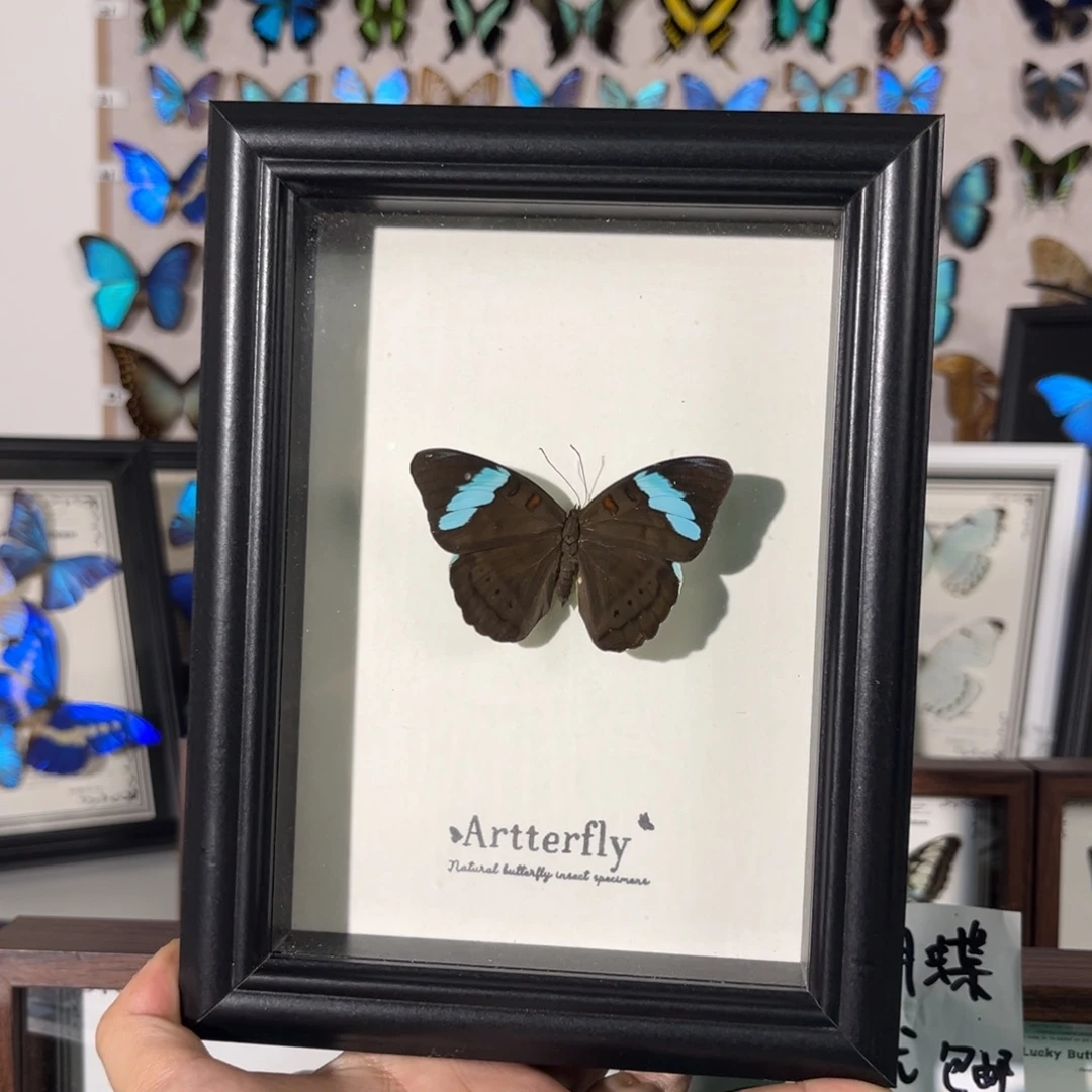 双层款实木蓝带鸭