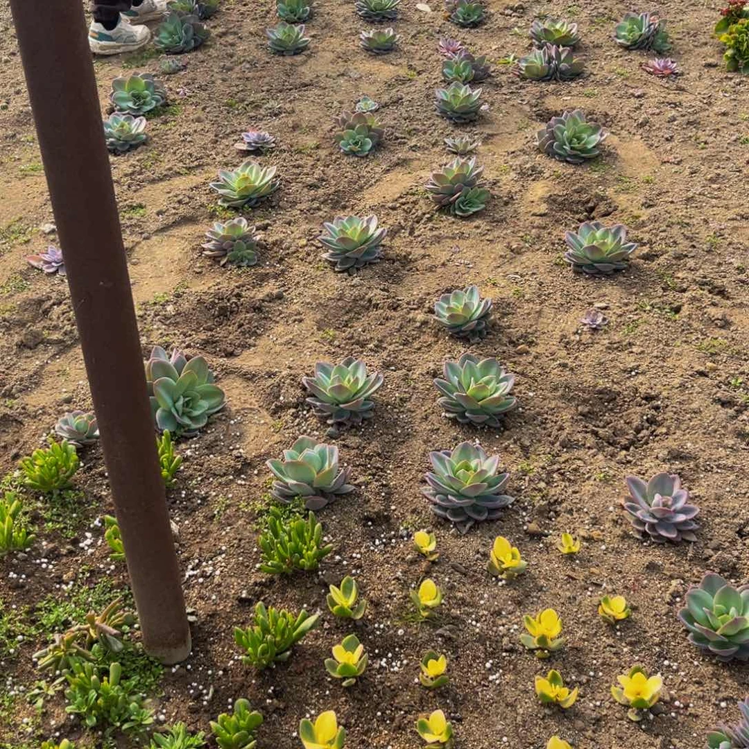 白雪公主多肉植物捧花的