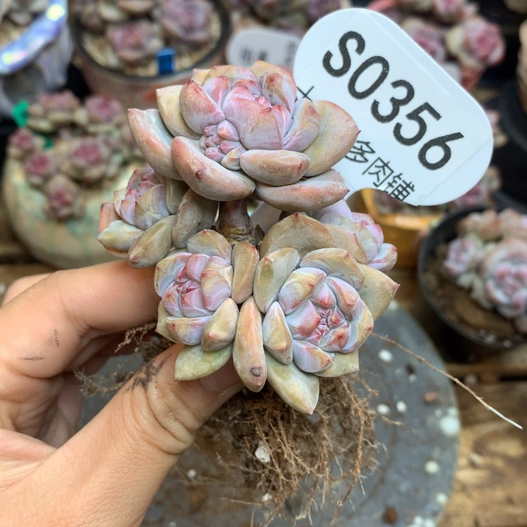 S0356 突尼斯 背景同款