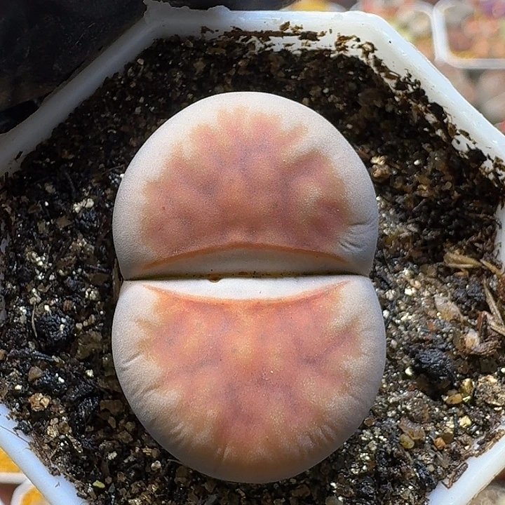 生石花111111。  239