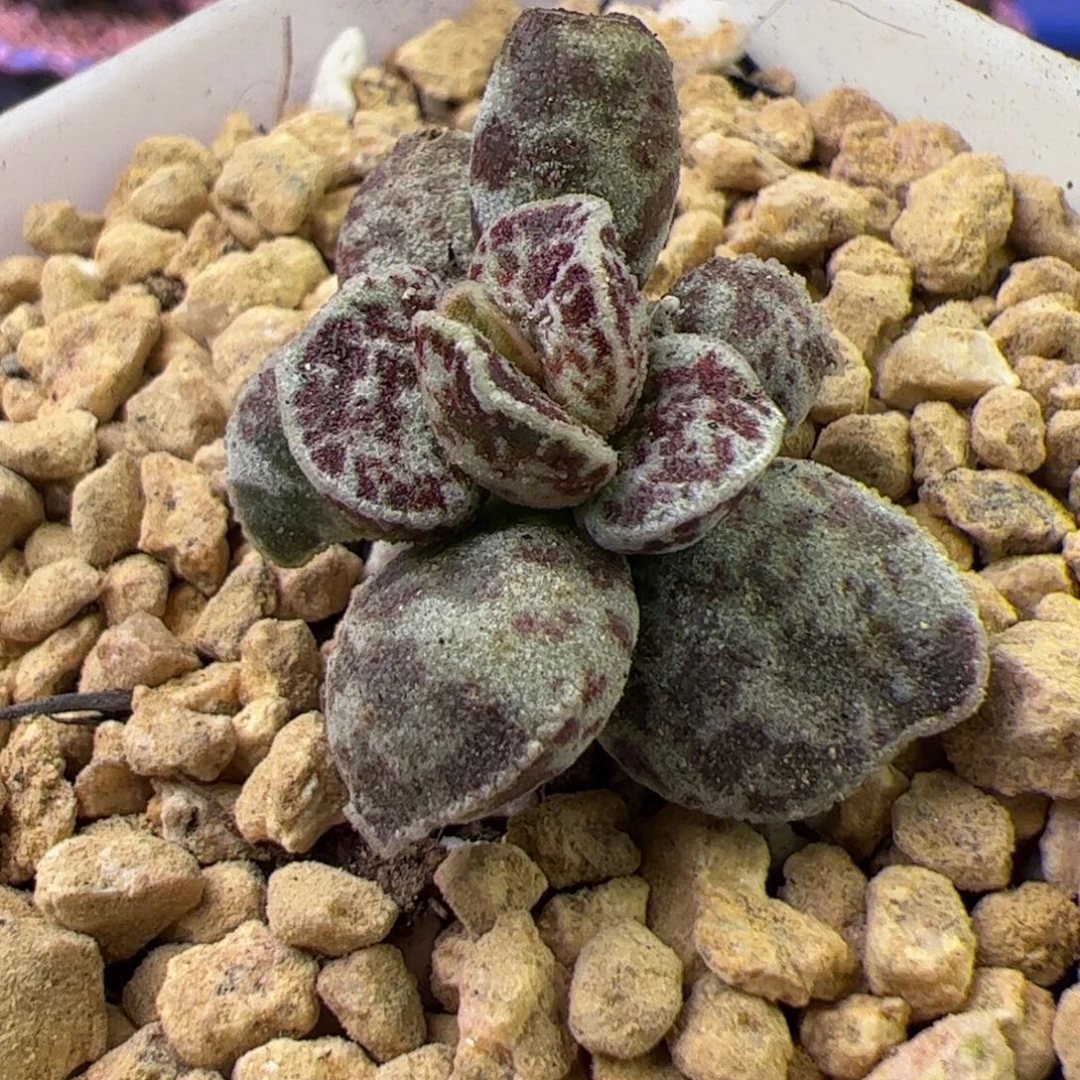 杂交 啦啦啦啦啦啦啦啦