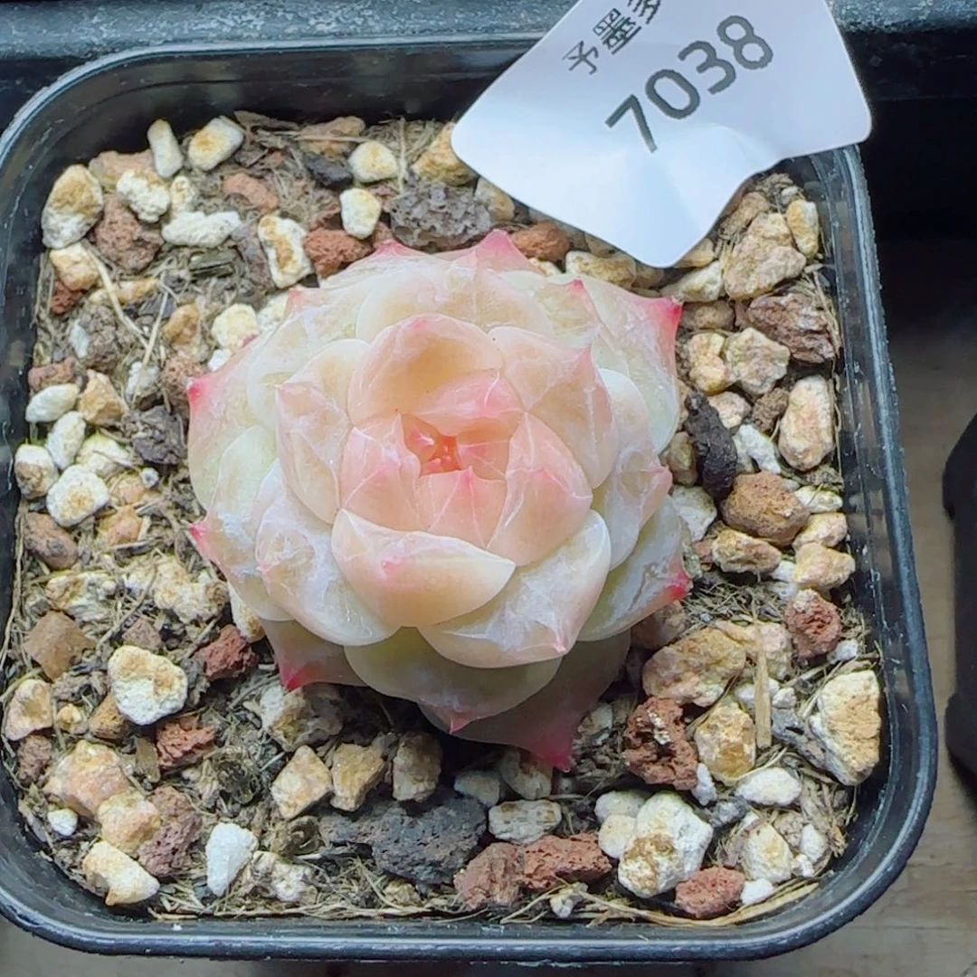 过***天冰魄，7038多肉植物