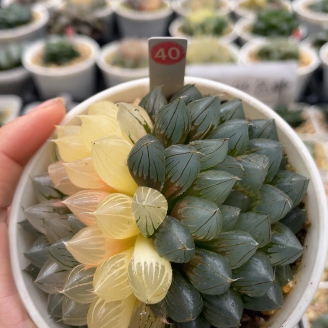40 霓虹灯玉露锦11111111