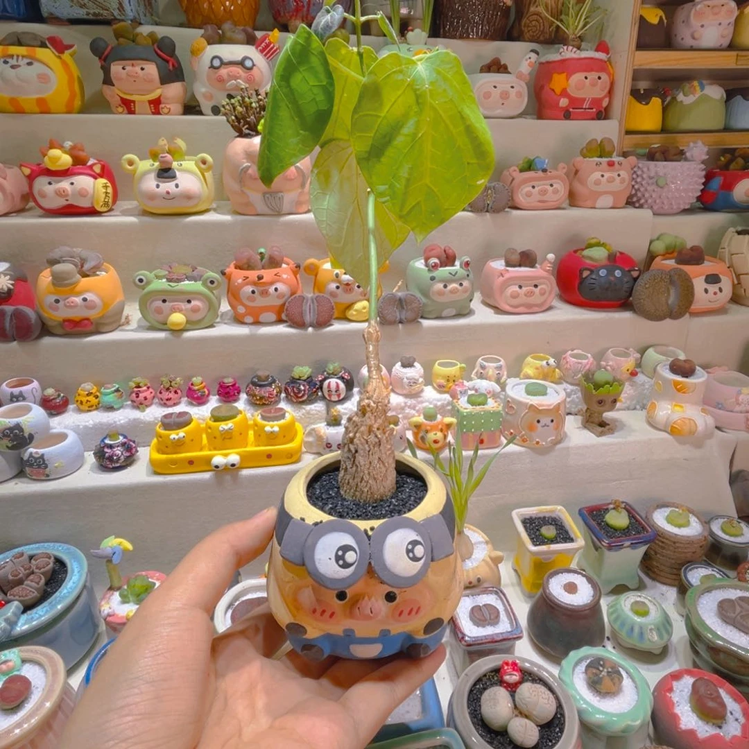 155龟甲罗摩带盆带土手工盆