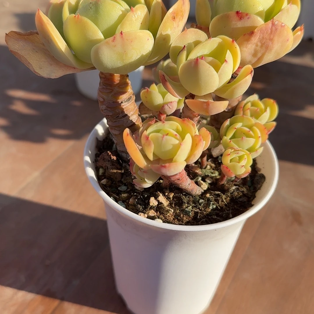 *****鸡蛋碧桃多肉植物一颗