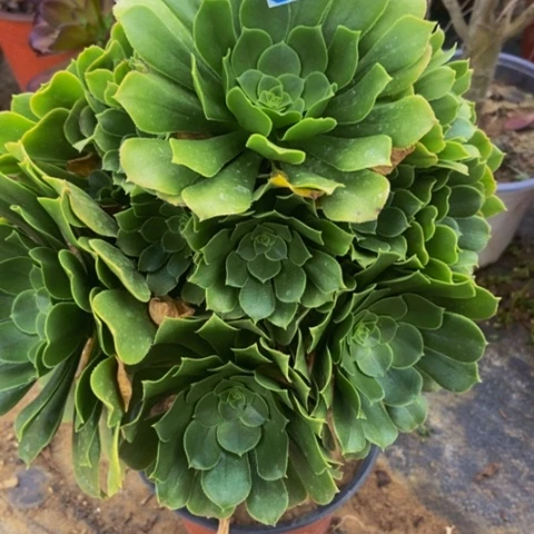 绿玫瑰多肉植物43多肉