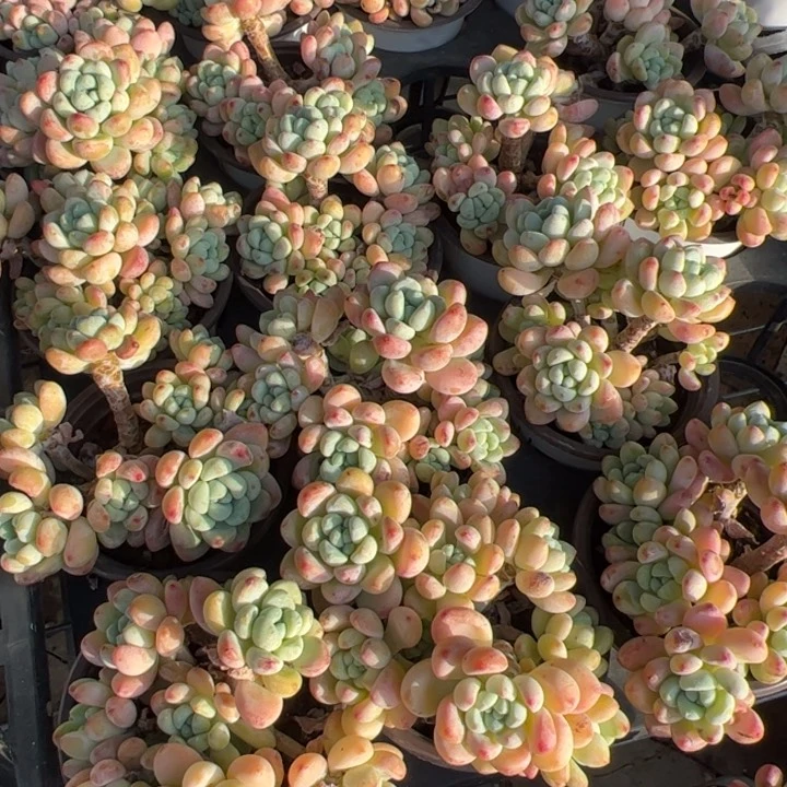 新疆包邮 罗琦群