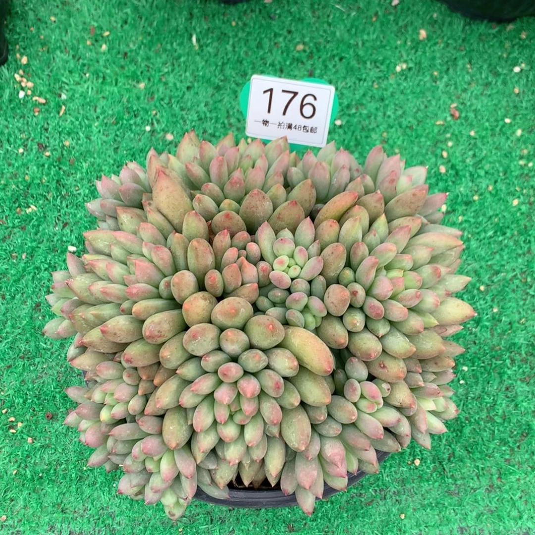 黄体岩字无砍平头176